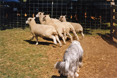 A young beardie moving sheep in a small field.